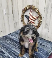 F1b Kelsey, a female Miniature Bernedoodle for sale in Jacksonville, NC – 4 of 10
