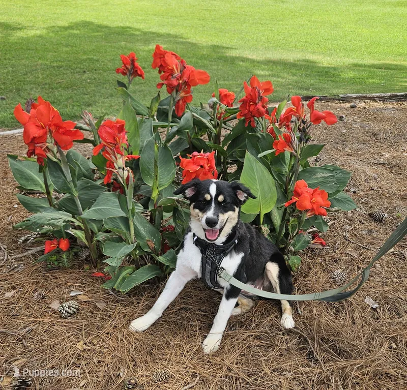 Willow – Miniature Australian Shepherd puppy for sale in Jacksonville, NC