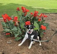 Willow, a female Miniature Australian Shepherd for sale in Jacksonville, NC – 1 of 5