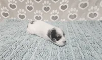 F1b Jolene, a female Miniature Bernedoodle for sale in Jacksonville, NC – 3 of 4