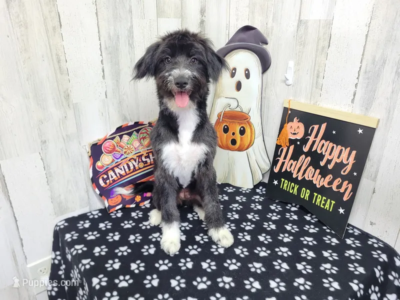F1 Kiwi – Miniature Aussiedoodle puppy for sale in Jacksonville, NC
