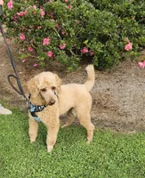 Major, a male Poodle - Miniature  for sale in Jacksonville, NC – 2 of 6