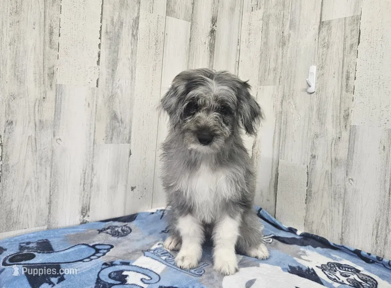 F1 Apple – Miniature Aussiedoodle puppy for sale in Jacksonville, NC