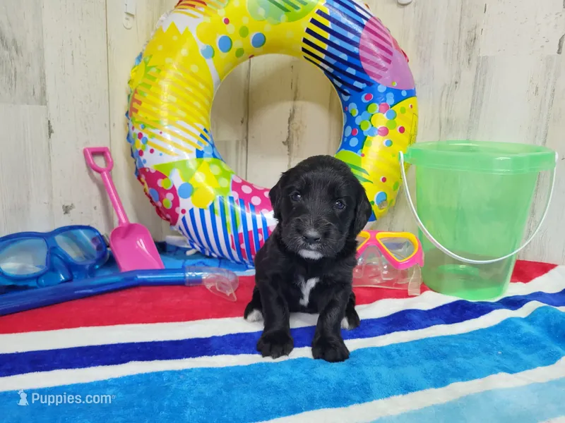 F1 SnowPea – Goldendoodle puppy for sale in Jacksonville, NC