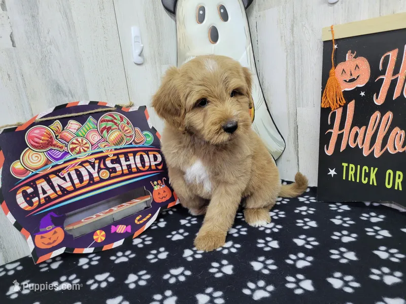 F1b Dean – Miniature Bernedoodle puppy for sale in Jacksonville, NC