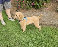Major, a male Poodle - Miniature  for sale in Jacksonville, NC – 3 of 6