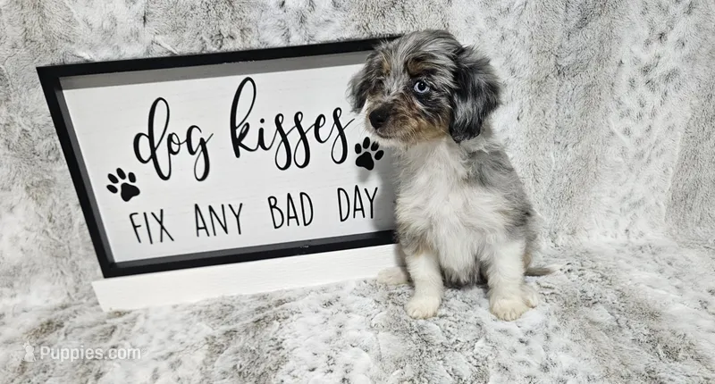 F1 Blueberry – Miniature Aussiedoodle puppy for sale in Jacksonville, NC