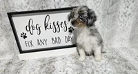 F1 Blueberry, a female Miniature Aussiedoodle for sale in Jacksonville, NC – 3 of 8