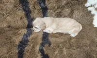 F1 Athena, a female Cavapoo for sale in Jacksonville, NC – 3 of 4