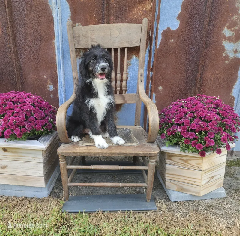 F1 Kiwi – Miniature Aussiedoodle puppy for sale in Jacksonville, NC