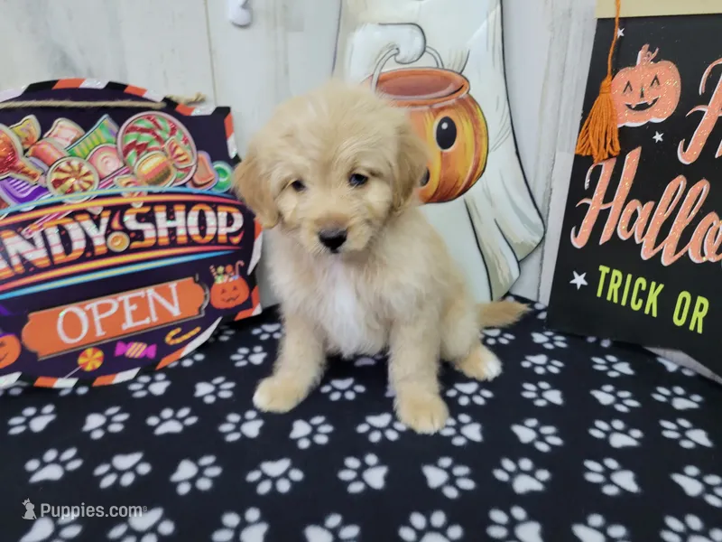 F1b Carl – Miniature Bernedoodle puppy for sale in Jacksonville, NC