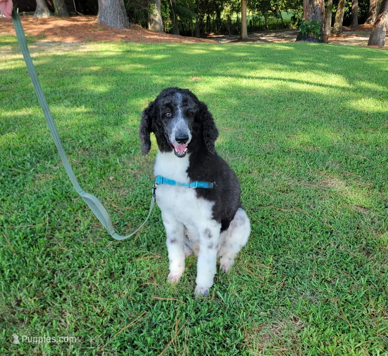 Jordan – Poodle - Standard  puppy for sale in Jacksonville, NC