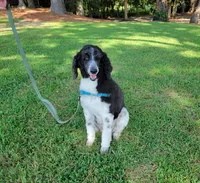 Jordan, a female Poodle - Standard  for sale in Jacksonville, NC – 1 of 4
