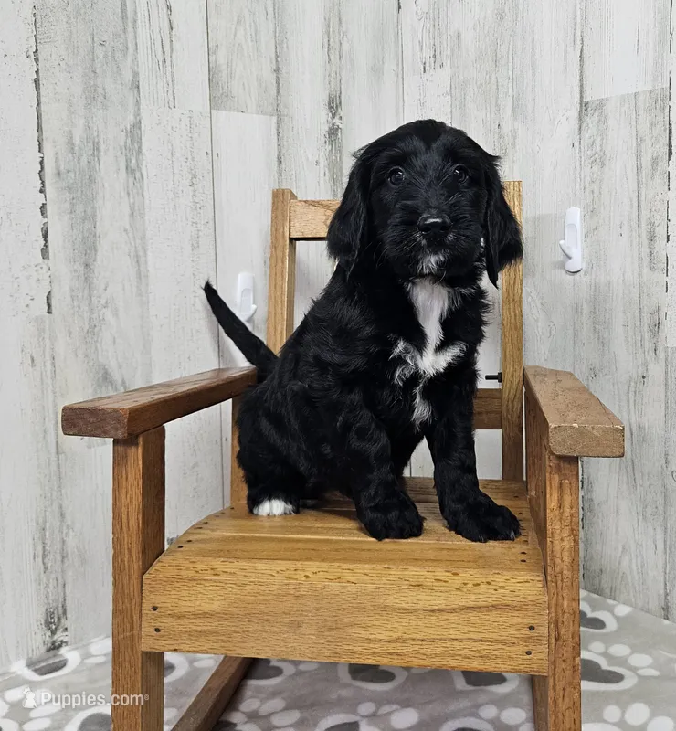 F1 Cucumber – Goldendoodle puppy for sale in Jacksonville, NC