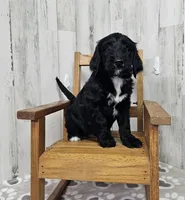F1 Cucumber, a male Goldendoodle for sale in Jacksonville, NC – 1 of 5
