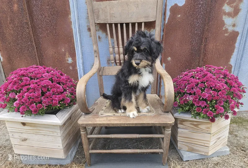 F1 Banana – Miniature Aussiedoodle puppy for sale in Jacksonville, NC