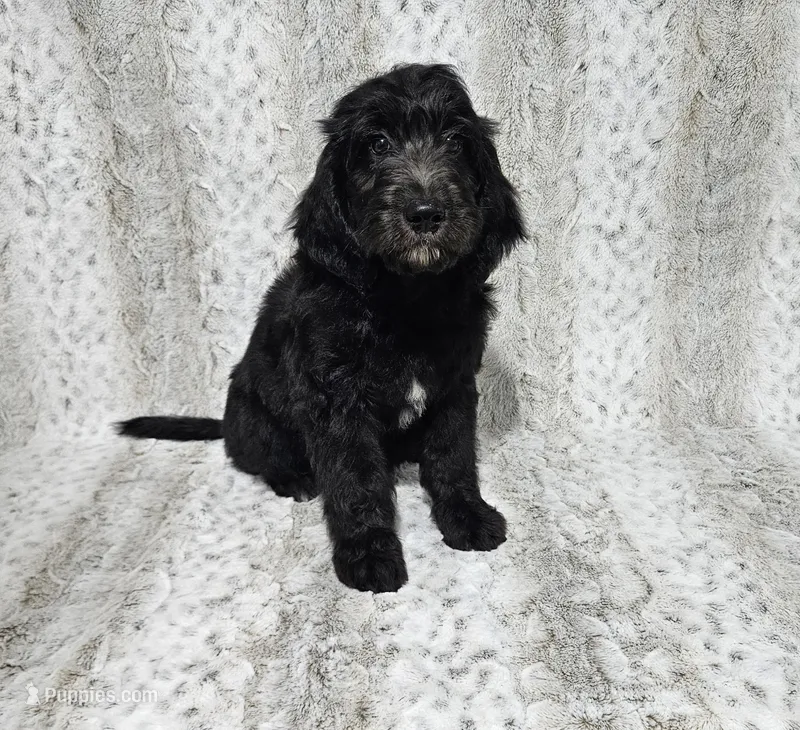 F1 Crowder – Goldendoodle puppy for sale in Jacksonville, NC