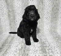 F1 Crowder, a female Goldendoodle for sale in Jacksonville, NC – 2 of 7