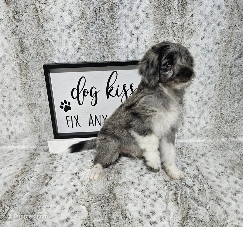 F1 Apple – Miniature Aussiedoodle puppy for sale in Jacksonville, NC