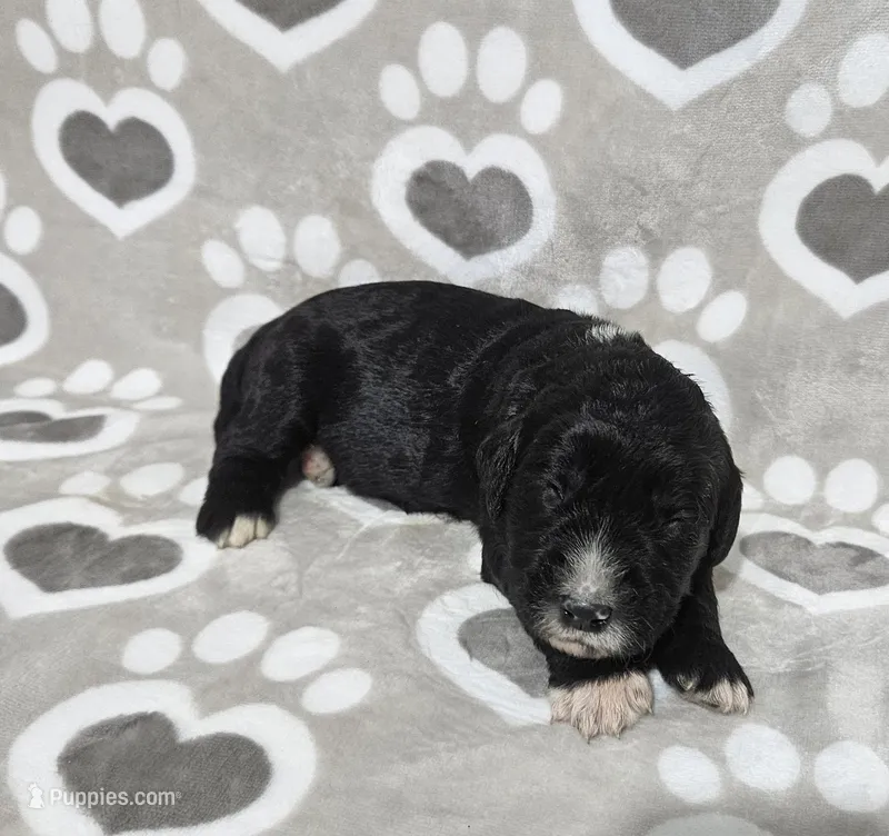 F1 Dot – Goldendoodle puppy for sale in Jacksonville, NC