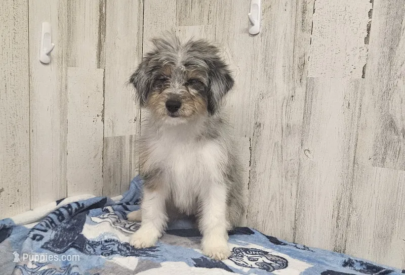F1 Blueberry – Miniature Aussiedoodle puppy for sale in Jacksonville, NC