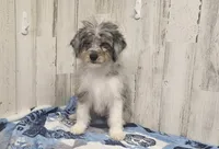 F1 Blueberry, a female Miniature Aussiedoodle for sale in Jacksonville, NC – 1 of 8