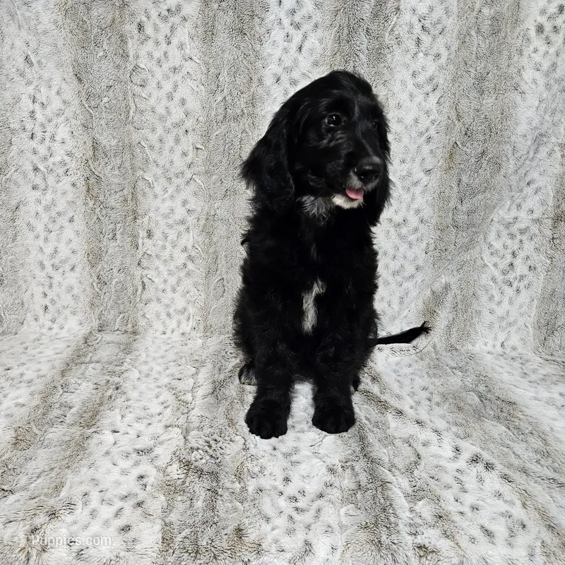 F1 SweetPea – Goldendoodle puppy for sale in Jacksonville, NC