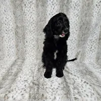 F1 SweetPea, a female Goldendoodle for sale in Jacksonville, NC – 2 of 7