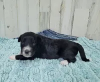 F1 Kiwi, a female Miniature Aussiedoodle for sale in Jacksonville, NC – 2 of 3