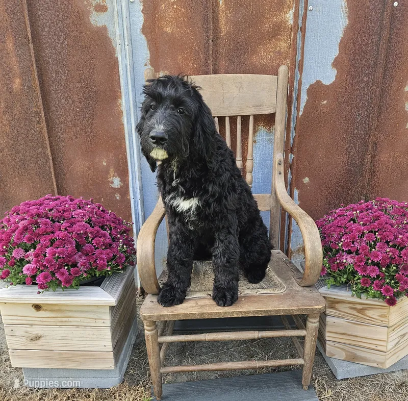 F1 StringBean – Goldendoodle puppy for sale in Jacksonville, NC