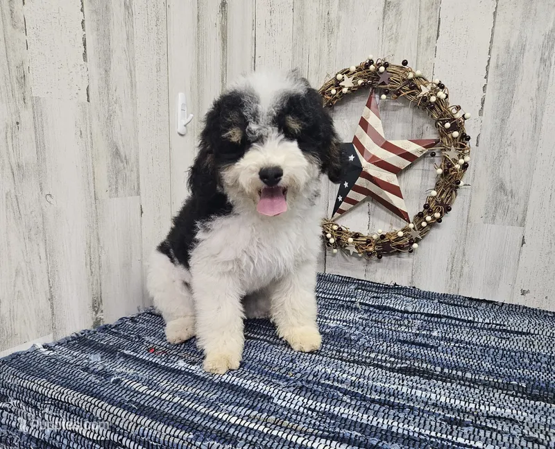 F1b Hardy – Miniature Bernedoodle puppy for sale in Jacksonville, NC