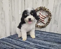 F1b Hardy, a male Miniature Bernedoodle for sale in Jacksonville, NC – 3 of 10