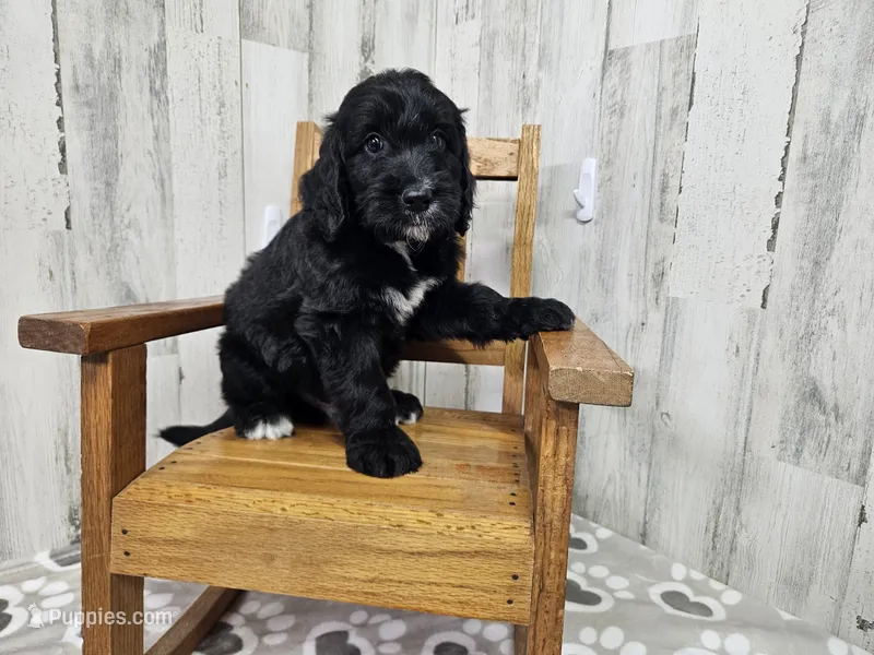 F1 Zucchini – Goldendoodle puppy for sale in Jacksonville, NC