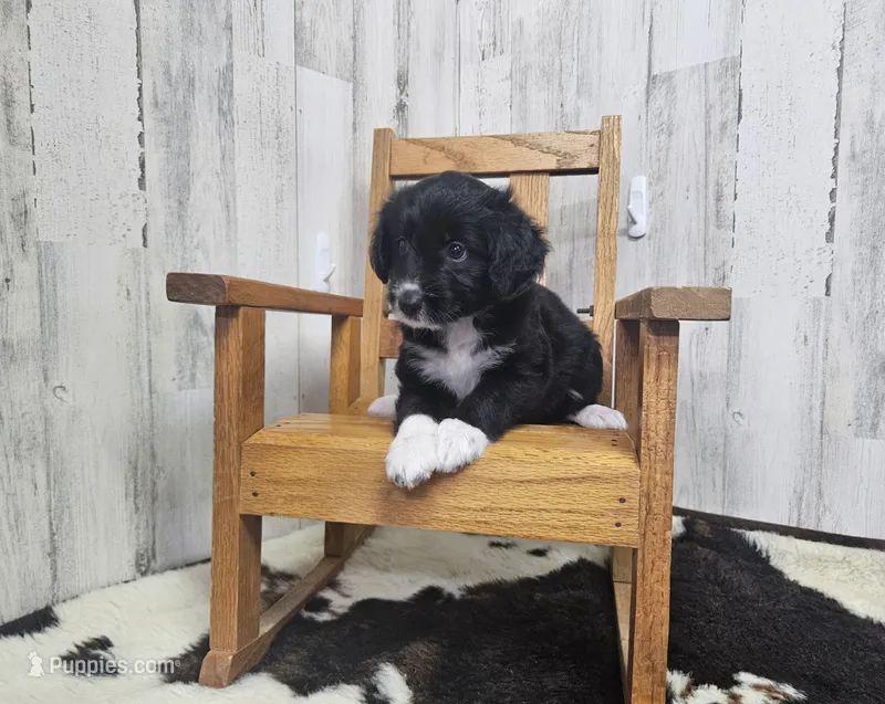 F1 Kiwi – Miniature Aussiedoodle puppy for sale in Jacksonville, NC