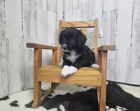 F1 Kiwi, a female Miniature Aussiedoodle for sale in Jacksonville, NC – 1 of 6