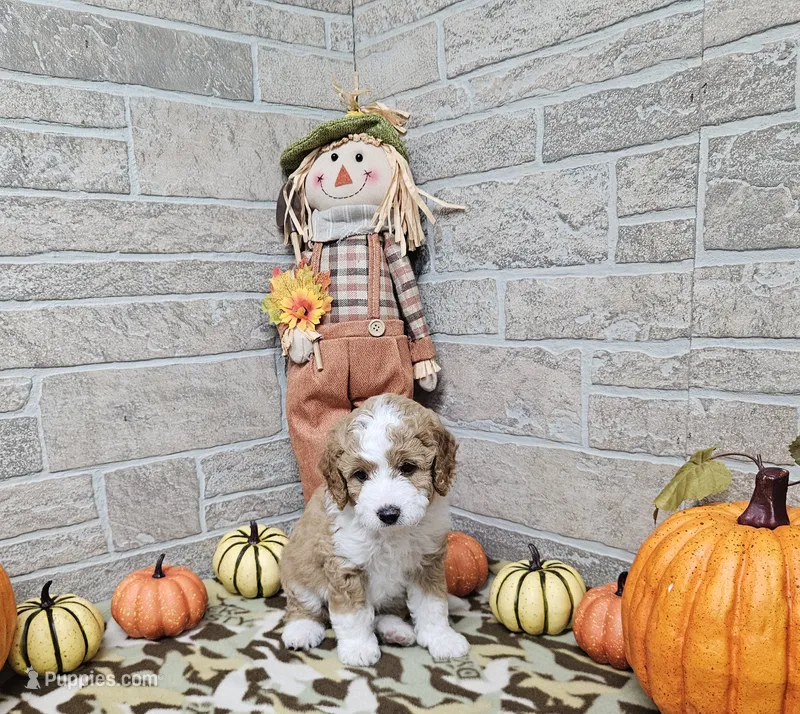F1b Stella – Miniature Bernedoodle puppy for sale in Jacksonville, NC