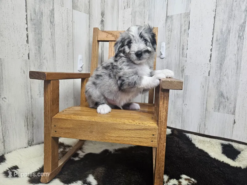F1 Grape – Miniature Aussiedoodle puppy for sale in Jacksonville, NC