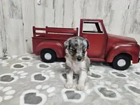 F1 Blueberry, a female Miniature Aussiedoodle for sale in Jacksonville, NC – 3 of 7