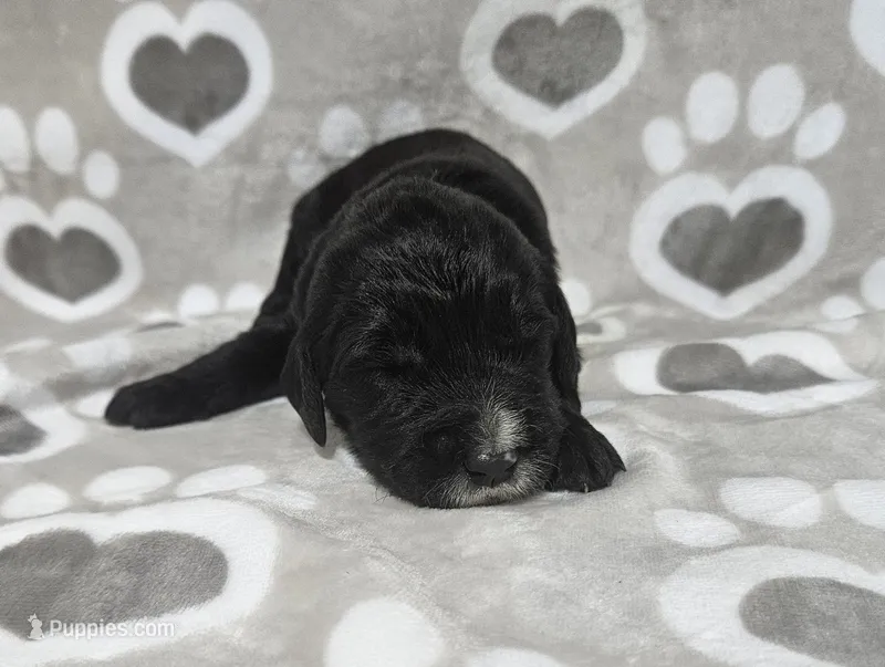 F1 ButterBean – Goldendoodle puppy for sale in Jacksonville, NC