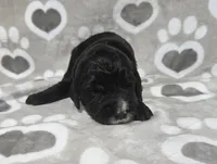 F1 ButterBean, a female Goldendoodle for sale in Jacksonville, NC – 1 of 3