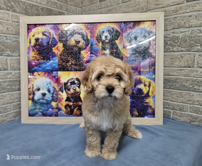 F1 Hera – Cavapoo puppy for sale in Jacksonville, NC