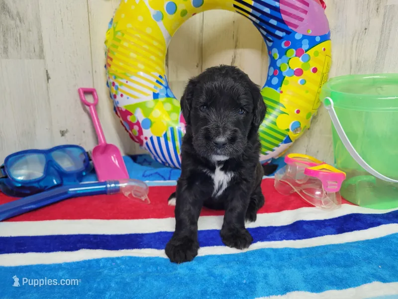 F1 Zucchini – Goldendoodle puppy for sale in Jacksonville, NC
