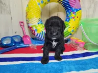 F1 Zucchini, a male Goldendoodle for sale in Jacksonville, NC – 2 of 5