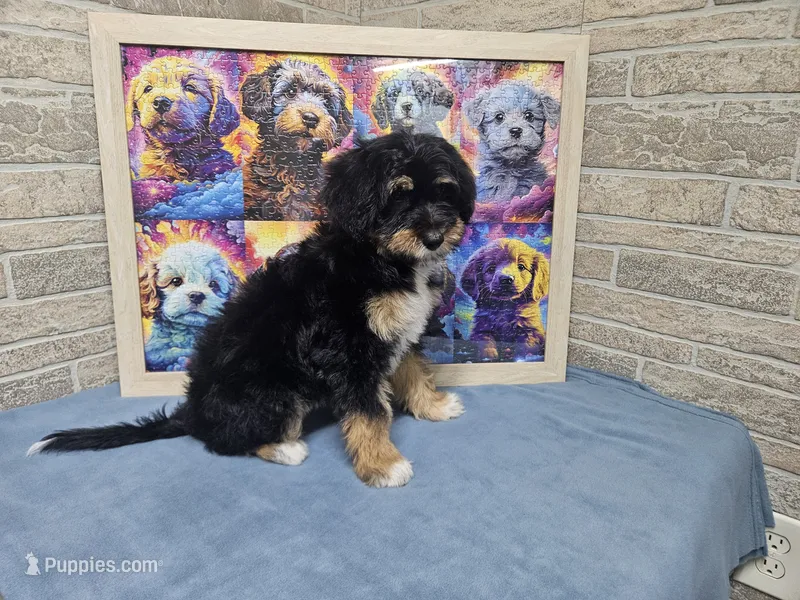 F1 Blackberry – Miniature Aussiedoodle puppy for sale in Jacksonville, NC