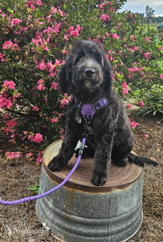F1 Crowder – Goldendoodle puppy for sale in Jacksonville, NC