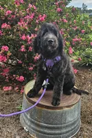 F1 Crowder, a female Goldendoodle for sale in Jacksonville, NC – 1 of 7