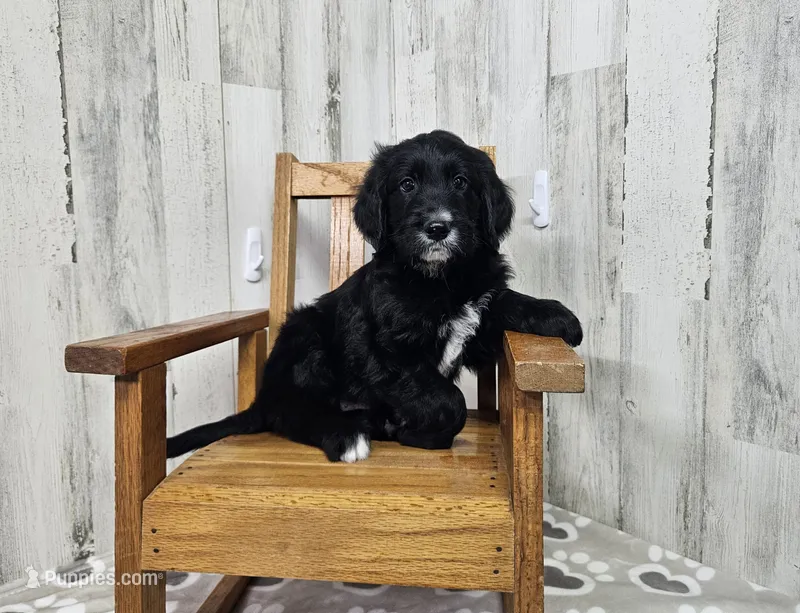 F1 Squash – Goldendoodle puppy for sale in Jacksonville, NC