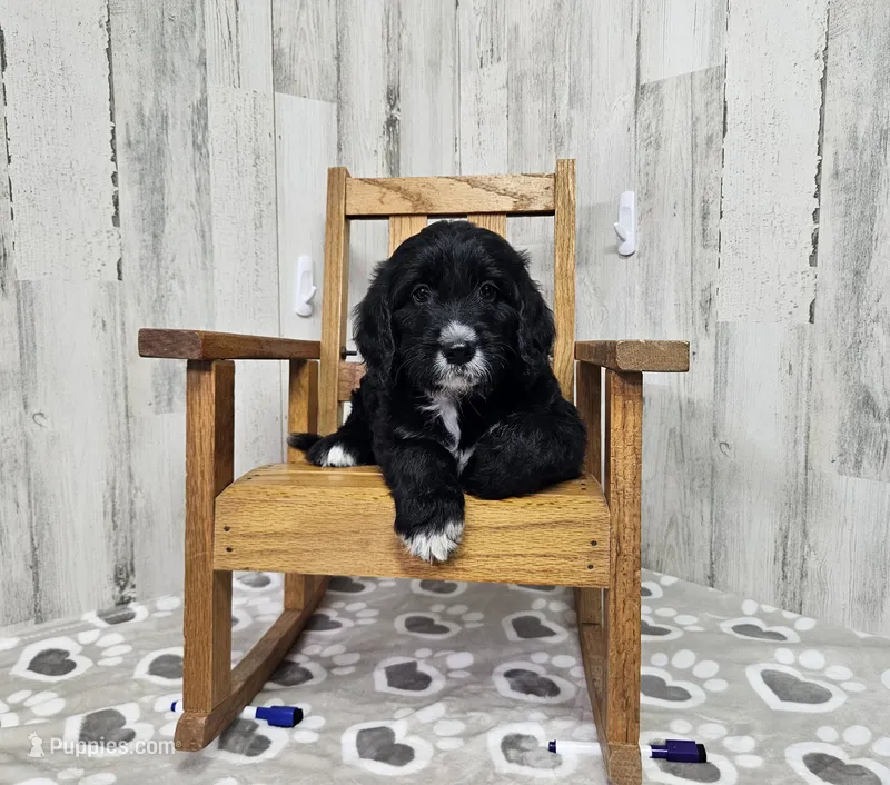 F1 Dot – Goldendoodle puppy for sale in Jacksonville, NC