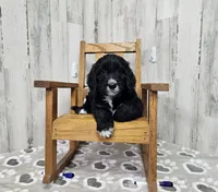 F1 Dot, a female Goldendoodle for sale in Jacksonville, NC – 1 of 5