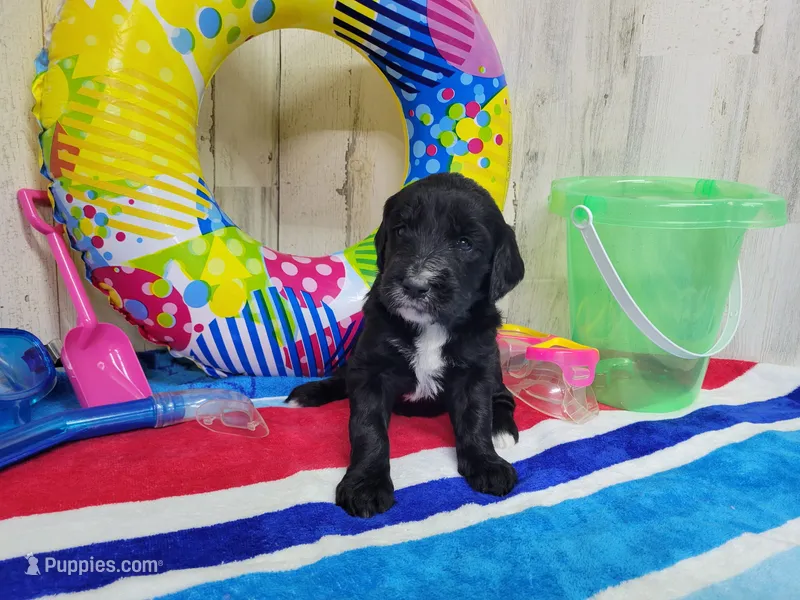 F1 ButterBean – Goldendoodle puppy for sale in Jacksonville, NC